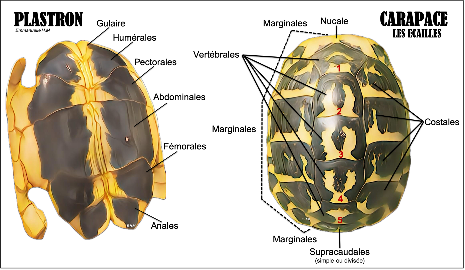 Anatomie plastron et carapace